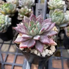 naonao様 リクエスト 2点 まとめ商品