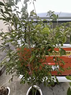オリーブの木 鉢植え 引き取り限定 鉢はつきません 2メーター - メルカリ