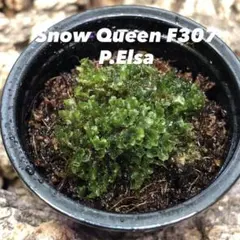 2026年最新】elsa ビカクシダの人気アイテム - メルカリ