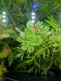 湊音様 リクエスト 3点 まとめ商品