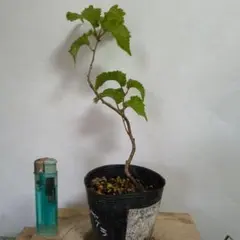 ツツジ科 落葉低木 苗木 苗 バイカツツジ 大変珍しい花木です。 白い花