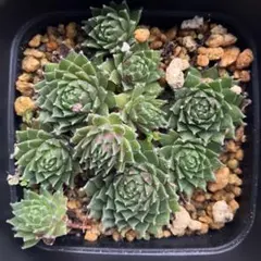 mii様 リクエスト 2点 まとめ商品