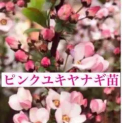 ギンバイカ 挿し木苗 抜き苗 A - メルカリ