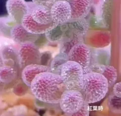 2026年最新】サトウキビ 苗の人気アイテム - メルカリ