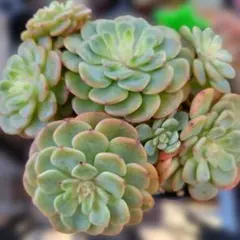 新入荷 キャッツアイ錦 グリーノビア 多肉植物 アエオニウム - メルカリ
