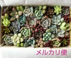 ② 多肉植物セダム 多肉弁当 カット苗セット 詰め合わせ (中)