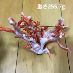 珊瑚原木　本珊瑚　宝石珊瑚　珊瑚置物　サンゴ　置物　桃珊瑚　研磨済 2026年最新】桃色珊瑚 原木の人気アイテム - メルカリ