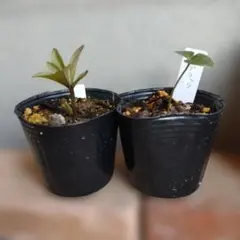 m18643002011_1.jpg?1772112754