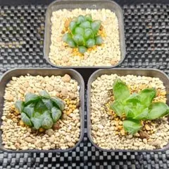 ハオルチア3つセットのサムネイル