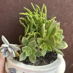 多肉植物 緑色 六角形鉢 - メルカリ