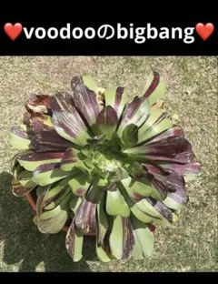 植物アエオニウム錦❤️voodooのbigbang❤️ 2026年最新】アエオニウム ビックバンの人気アイテム - メルカリ