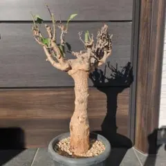 2026年最新】アダンソニアの人気アイテム - メルカリ