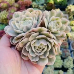 ラベンダー様 リクエスト 7点 まとめ商品