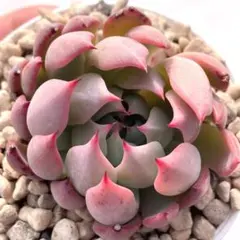ス*ン様 【極上苗】ミックスベリア 赤鬼 多肉植物 おらいさん 自家繁殖苗