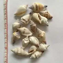 貝殻セット② 新品未使用