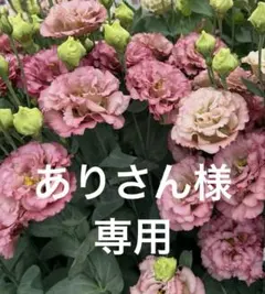 2025年最新】トルコキキョウ 苗の人気アイテム - メルカリ