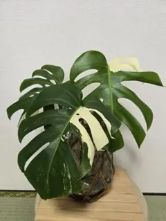 YM043 しわ葉個体 モンステラ バルバソー フシギダネ 順化済み 斑入り