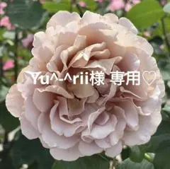 Yu^-^rii様 リクエスト 2点 まとめ商品