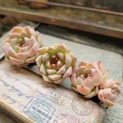 Y－mi様 リクエスト 3点 まとめ商品