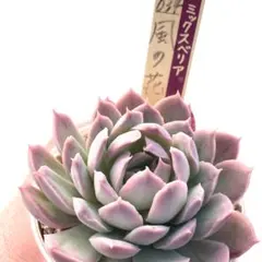 は*か様 【極上苗】ミックスベリア 風の花 多肉植物 おらいさん 自家繁殖苗