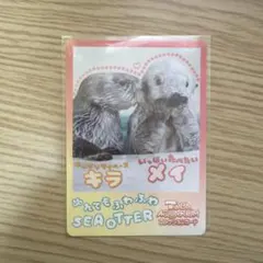 @*様 鳥羽水族館コレクションカード第2弾　キラ　メイ　2枚セット　ニコイチカー 鳥羽水族館 コレクションカード vol.2 ラッコ キラ＆メイ - メルカリ