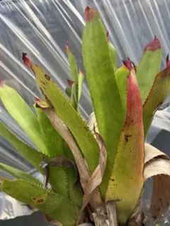Aechmea ampla エクメア・アンプラのサムネイル