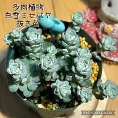 多肉植物 白雪ミセバヤ 抜き苗 根付き ぼうし - メルカリ