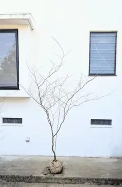 2025年最新】山採りの人気アイテム - メルカリ