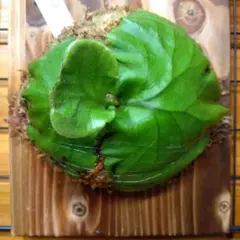 Platycerium Ridleyiのサムネイル