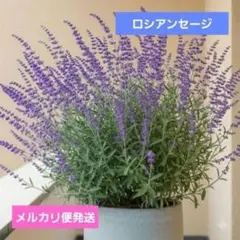 ロシアンセージ 苗 正規ラベル付き メルカリ便発送‼️のサムネイル