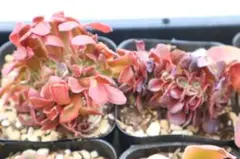 紅稚児 抜き苗 多肉植物 - メルカリ