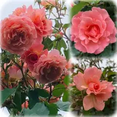 màrÏdÖn様 リクエスト 2点 まとめ商品