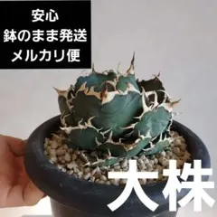 コレクション株］アガベ チタノタ 白鯨 4号鉢 - メルカリ