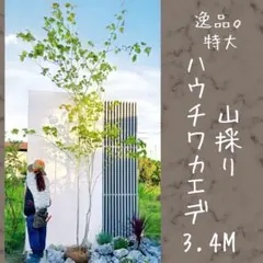 じむおじむお様 リクエスト 2点 まとめ商品