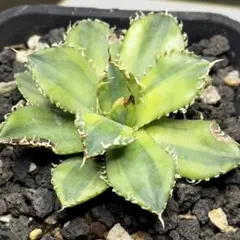 2025年最新】アガベ チタノタ フィリグリーの人気アイテム - メルカリ