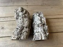 ✨２個セット【753】バージンコルク　チューブ　着生植物　爬虫類　ポルトガル