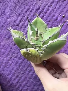 ドール&多肉収集がとまらん様 リクエスト 8点 まとめ商品