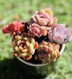 2026年最新】ブルーサプライズ錦の人気アイテム - メルカリ