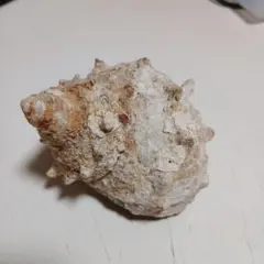 サザエの貝殻 標本 インテリア