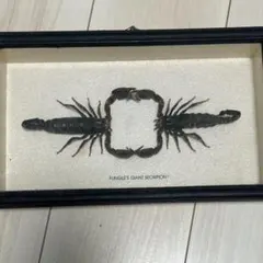 2026年最新】サソリ 標本の人気アイテム - メルカリ