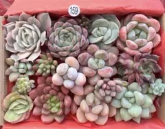 【159】多肉植物 カット苗 詰め合わせ 寄せ植えセット