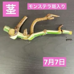 ☆茎☆モンステラ☆ボルシギアナ☆ハーフムーン☆のサムネイル