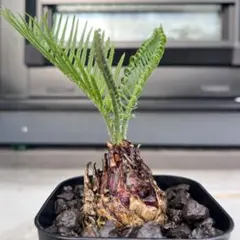 2025年最新】蘇轍の人気アイテム - メルカリ