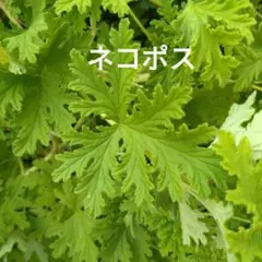 蚊取り草　ローズゼラニウム？ピンク　可愛い 匂います。1苗　根ありのサムネイル