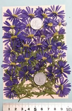 Item thumbnail for item 1f1efecb-7f1e-4176-9090-0e8bb8318b14