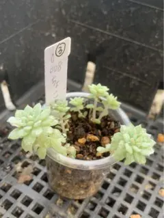 3号鉢　ちょこん　札付きポットごとメルカリ便おらいさん苗ミックスベリア 抽選販売【おらいさん苗】ちょこん | cottage garden