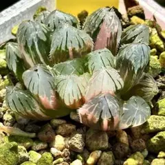 赤い鳥オブツーサ錦 親株 超美株 ハオルチア 観葉植物 8 - メルカリ