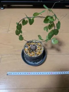 亀甲竜 リング仕立て 鉢ごと発送のサムネイル