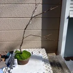 2026年最新】盆栽 山柿の人気アイテム - メルカリ