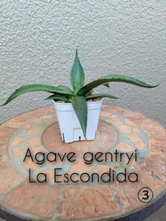 atsushiy_4482様 リクエスト 2点 まとめ商品